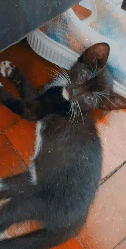 Gato ra a Sem raça  idade 2 a 6 meses nome Sem nome 