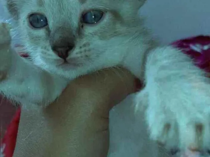 Gato ra a Sem raça  idade 2 a 6 meses nome Sem nome 