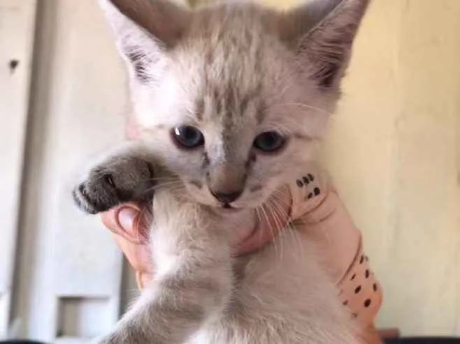 Gato ra a não sei idade Abaixo de 2 meses nome Lulu e Lala