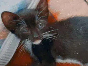 Gato raça Sem raça  idade 2 a 6 meses nome Sem nome 