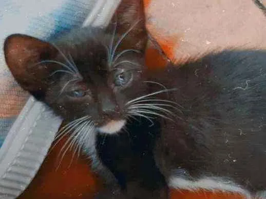 Gato ra a Sem raça  idade 2 a 6 meses nome Sem nome 
