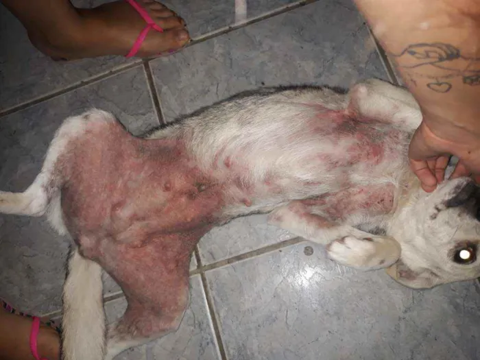 Cachorro ra a DESCONHECIDO  idade 7 a 11 meses nome LUNA