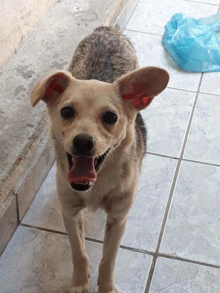 Cachorro ra a DESCONHECIDO  idade 7 a 11 meses nome LUNA