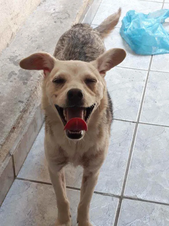 Cachorro ra a DESCONHECIDO  idade 7 a 11 meses nome LUNA