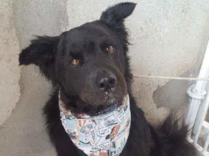 Cachorro raça Mix de Chow Chow  idade 3 anos nome Luck