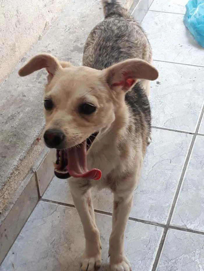 Cachorro ra a DESCONHECIDO  idade 7 a 11 meses nome LUNA