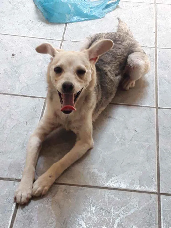 Cachorro ra a DESCONHECIDO  idade 7 a 11 meses nome LUNA