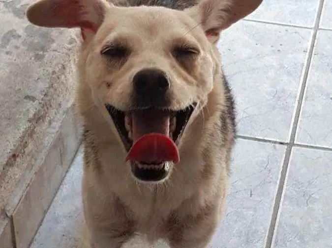 Cachorro ra a DESCONHECIDO  idade 7 a 11 meses nome LUNA