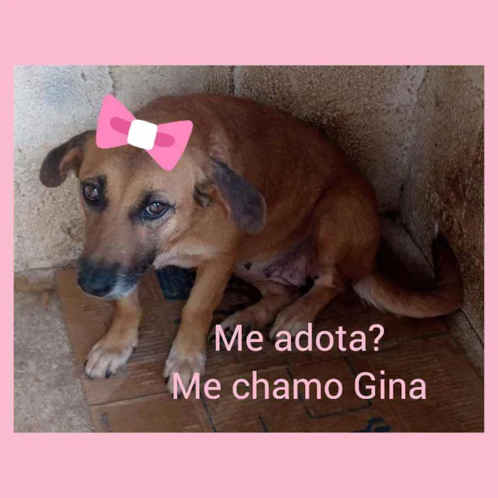 Cachorro ra a Vira lata idade 2 anos nome Gina