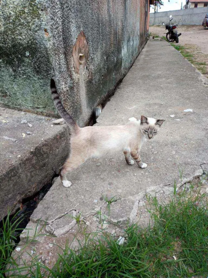 Gato ra a SRD idade 1 ano nome Mimi