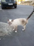 Mimi