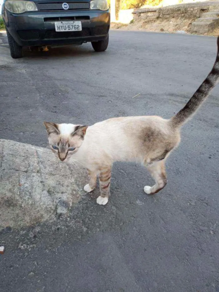 Gato ra a SRD idade 1 ano nome Mimi