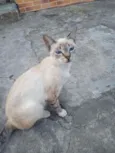 Mimi