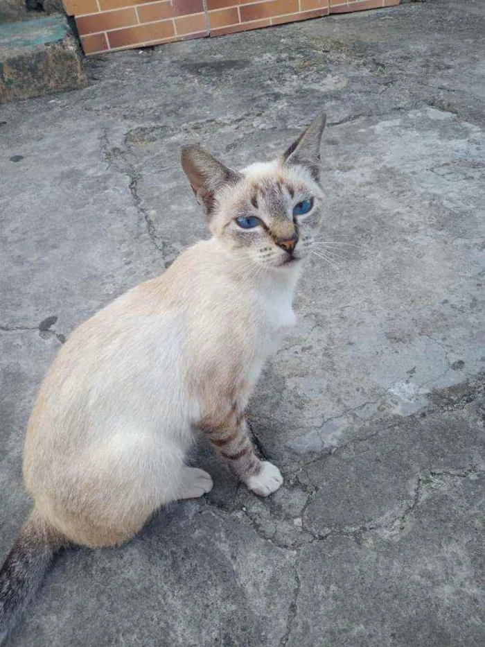 Gato ra a SRD idade 1 ano nome Mimi