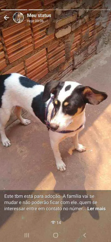 Cachorro ra a Srd idade 1 ano nome Não sei