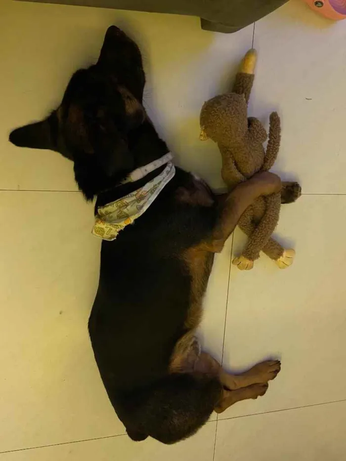 Cachorro ra a Vira lata mistura com salsicha idade 1 ano nome Manjericão 