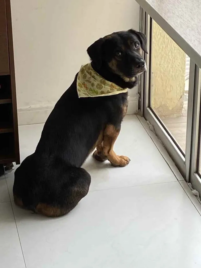 Cachorro ra a Vira lata mistura com salsicha idade 1 ano nome Manjericão 