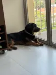 Manjericão 