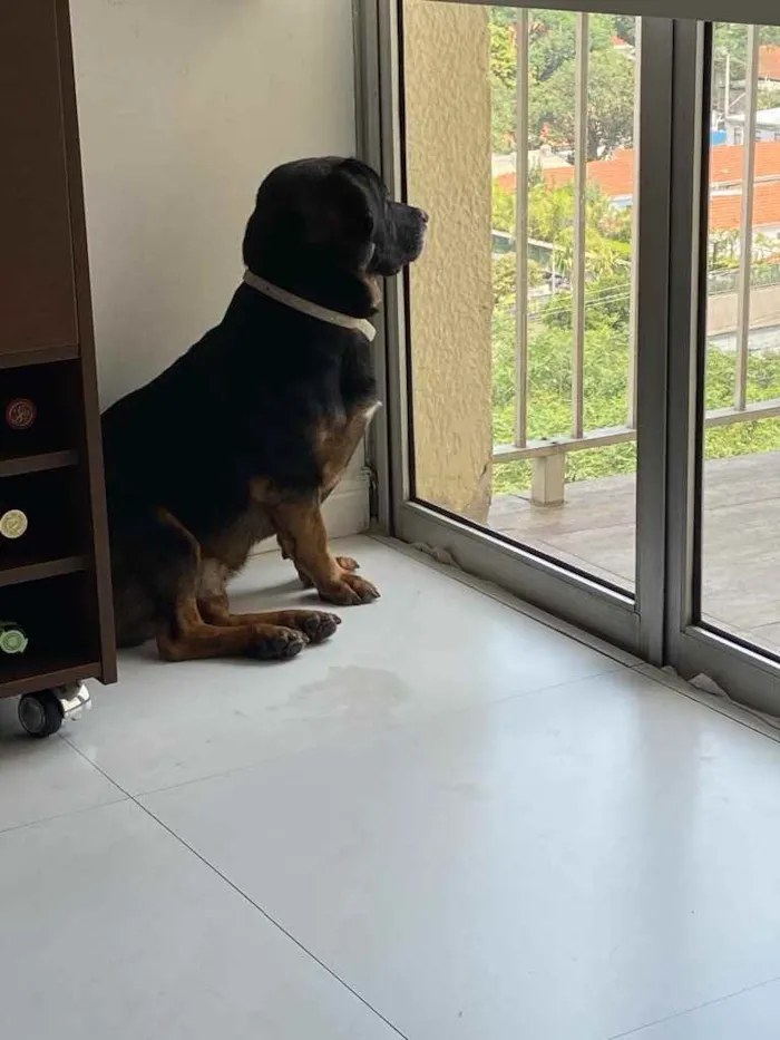 Cachorro ra a Vira lata mistura com salsicha idade 1 ano nome Manjericão 