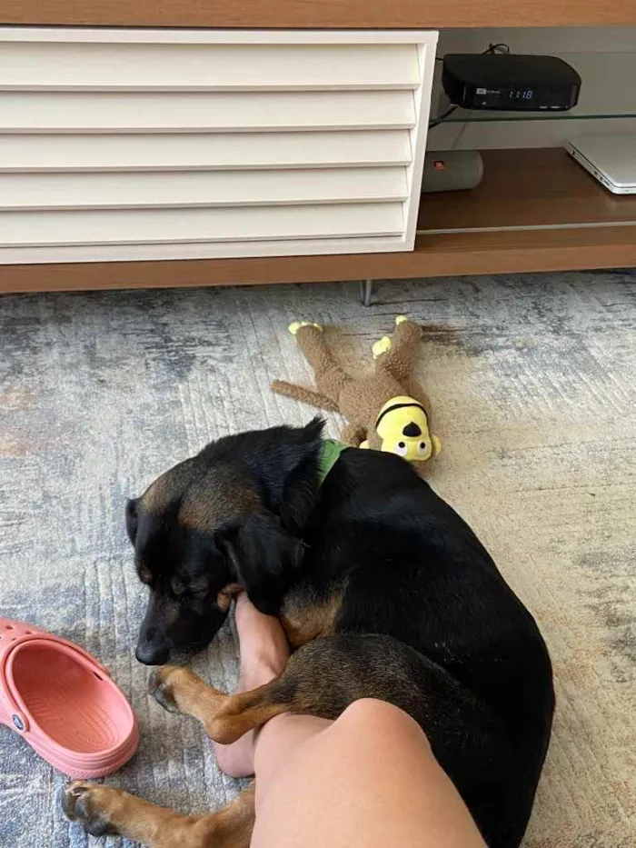 Cachorro ra a Vira lata mistura com salsicha idade 1 ano nome Manjericão 