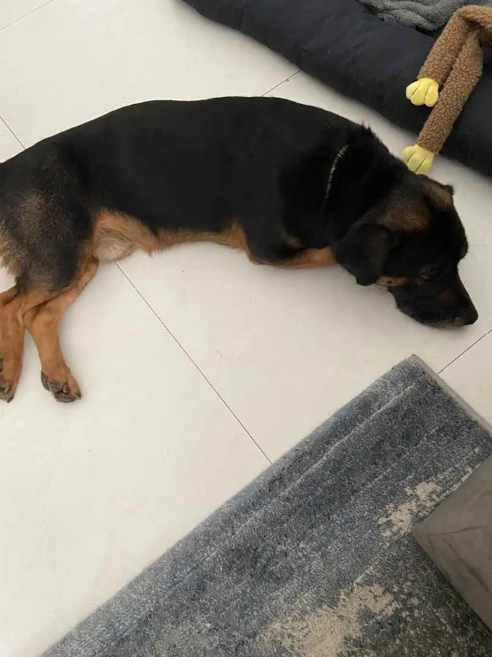 Cachorro ra a Vira lata mistura com salsicha idade 1 ano nome Manjericão 