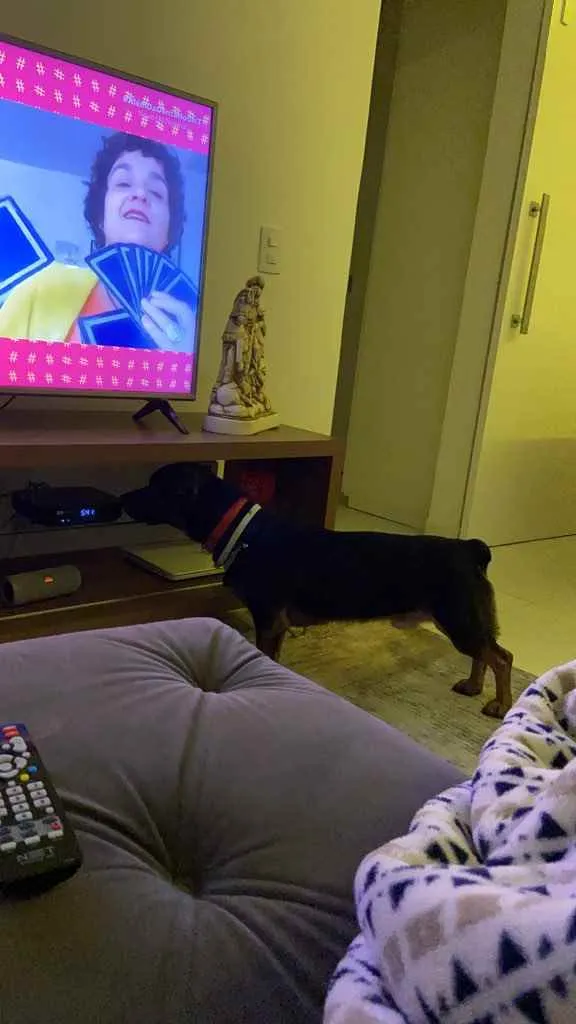 Cachorro ra a Vira lata mistura com salsicha idade 1 ano nome Manjericão 