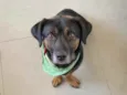 Manjericão 