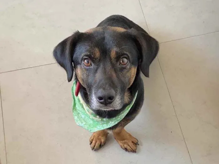 Cachorro ra a Vira lata mistura com salsicha idade 1 ano nome Manjericão 