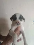 Não tem