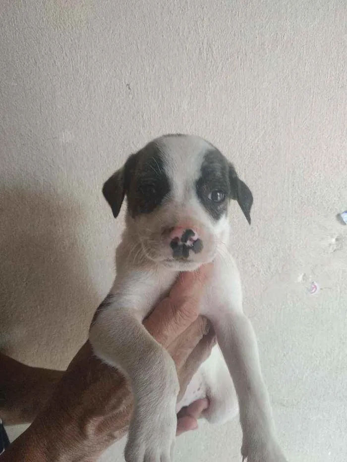 Cachorro raça Vira lata idade 2 a 6 meses nome Não tem