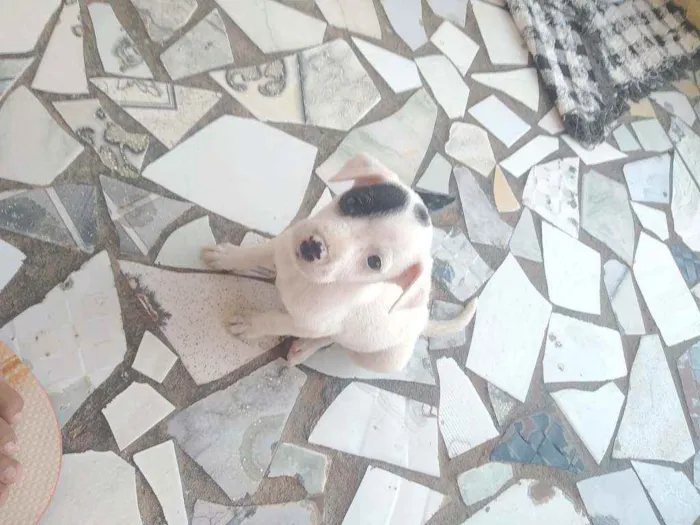 Cachorro raça Vira lata idade 2 a 6 meses nome Não tem