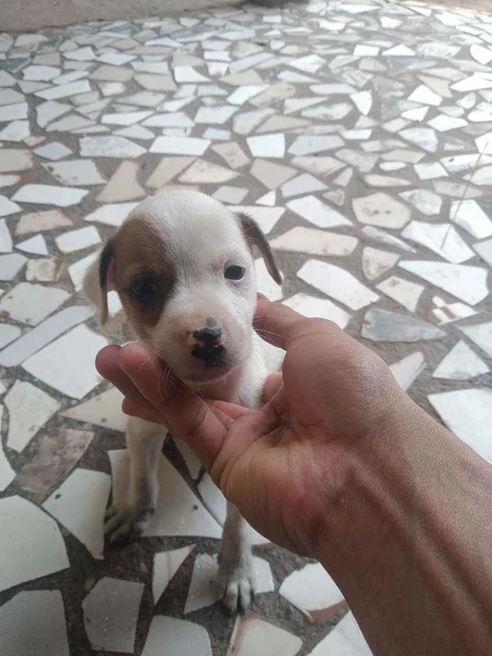 Cachorro raça Vira lata idade 2 a 6 meses nome Não tem