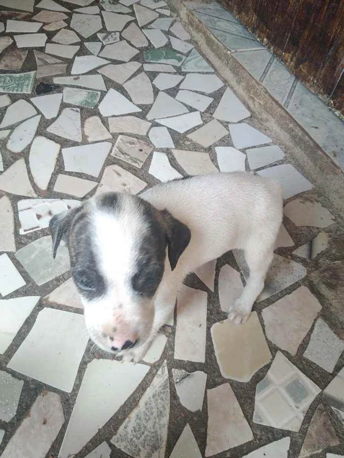 Cachorro raça Vira lata idade 2 a 6 meses nome Não tem