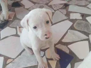 Cachorro raça Vira lata idade 2 a 6 meses nome Não tem