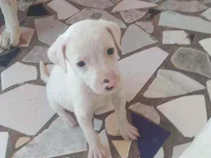 Cachorro raça Vira lata idade 2 a 6 meses nome Não tem