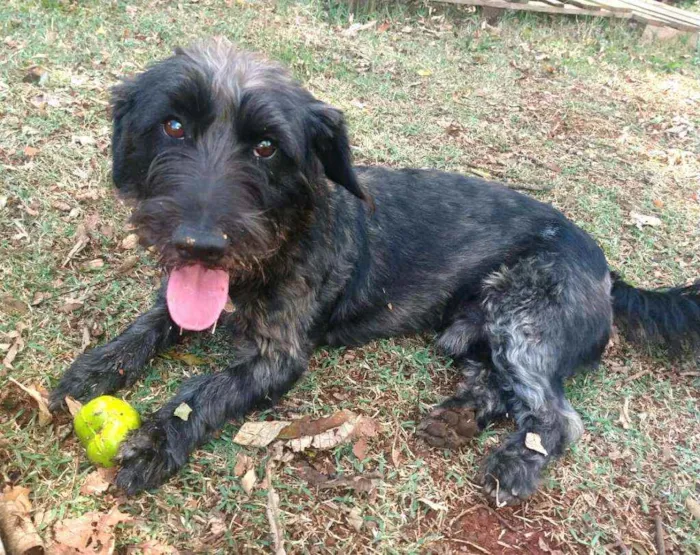 Cachorro ra a  idade 2 anos nome Francisco