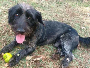 Cachorro raça  idade 2 anos nome Francisco 