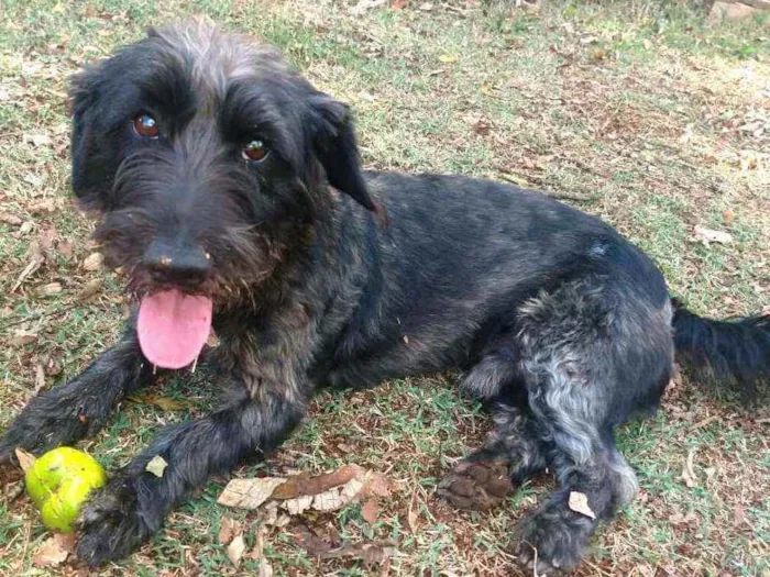 Cachorro ra a  idade 2 anos nome Francisco