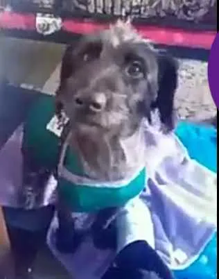Cachorro ra a  idade 2 anos nome Francisco