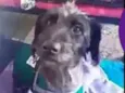 Francisco