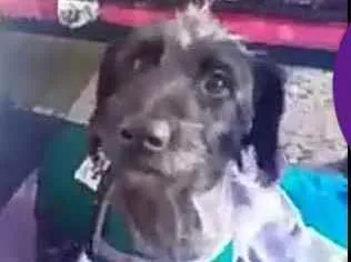 Cachorro ra a  idade 2 anos nome Francisco
