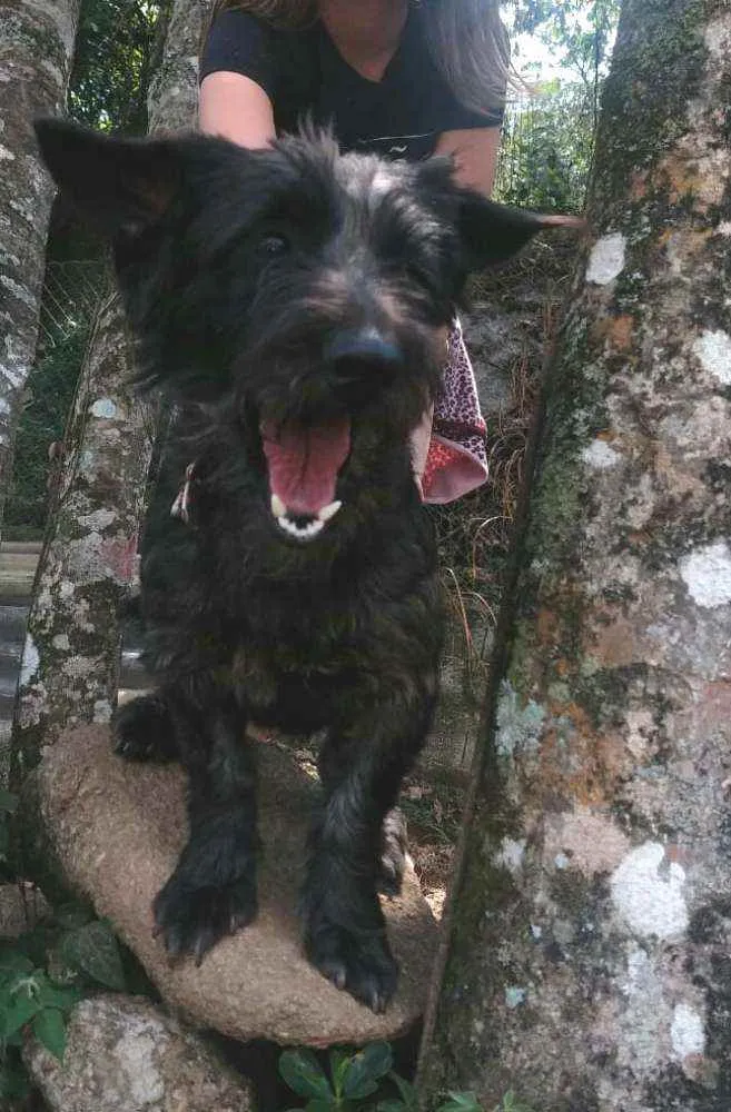 Cachorro ra a  idade 2 anos nome Francisco