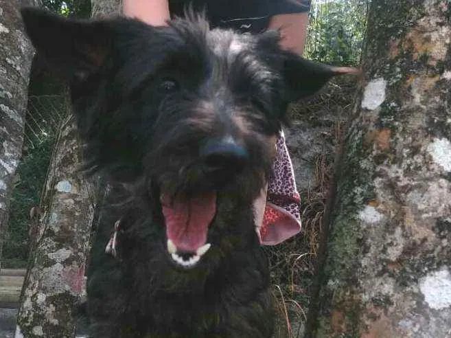 Cachorro ra a  idade 2 anos nome Francisco