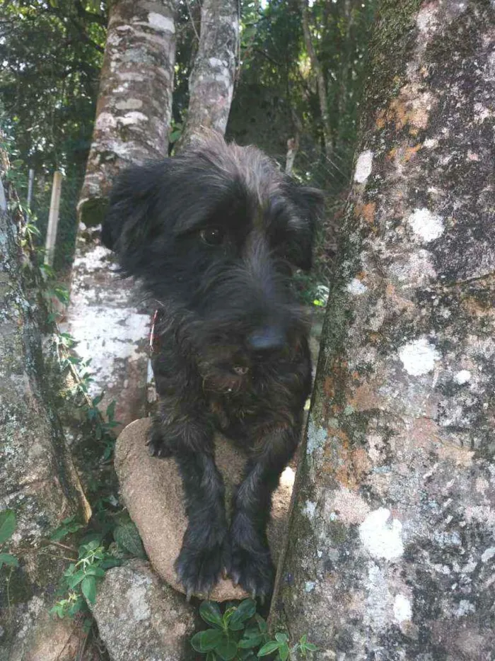 Cachorro ra a  idade 2 anos nome Francisco