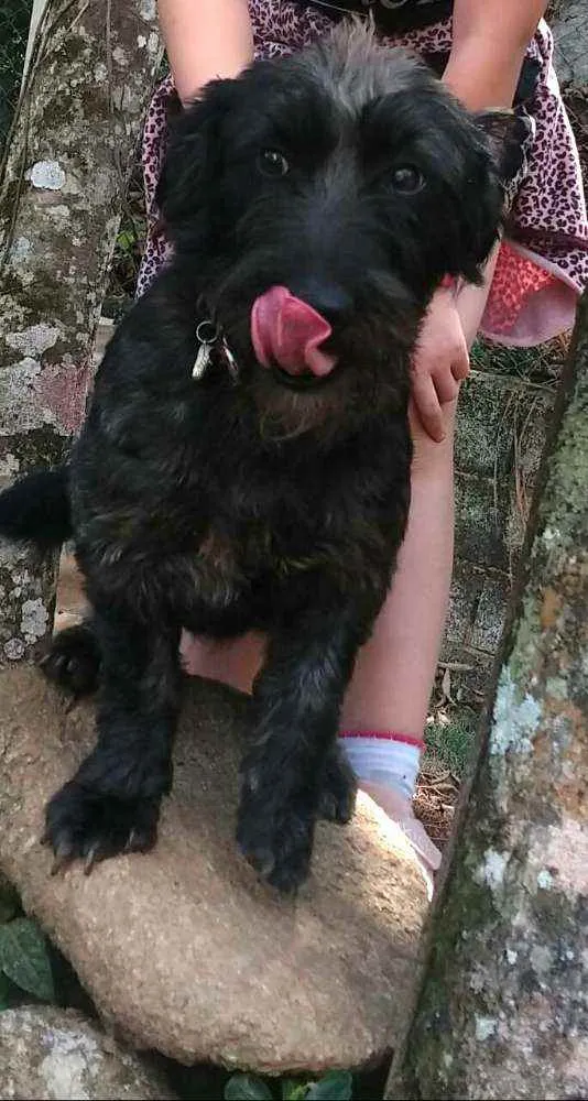 Cachorro ra a  idade 2 anos nome Francisco