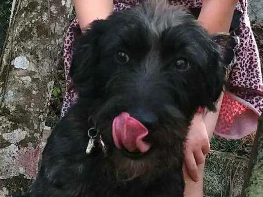 Cachorro ra a  idade 2 anos nome Francisco