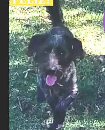 Cachorro ra a  idade 2 anos nome Francisco