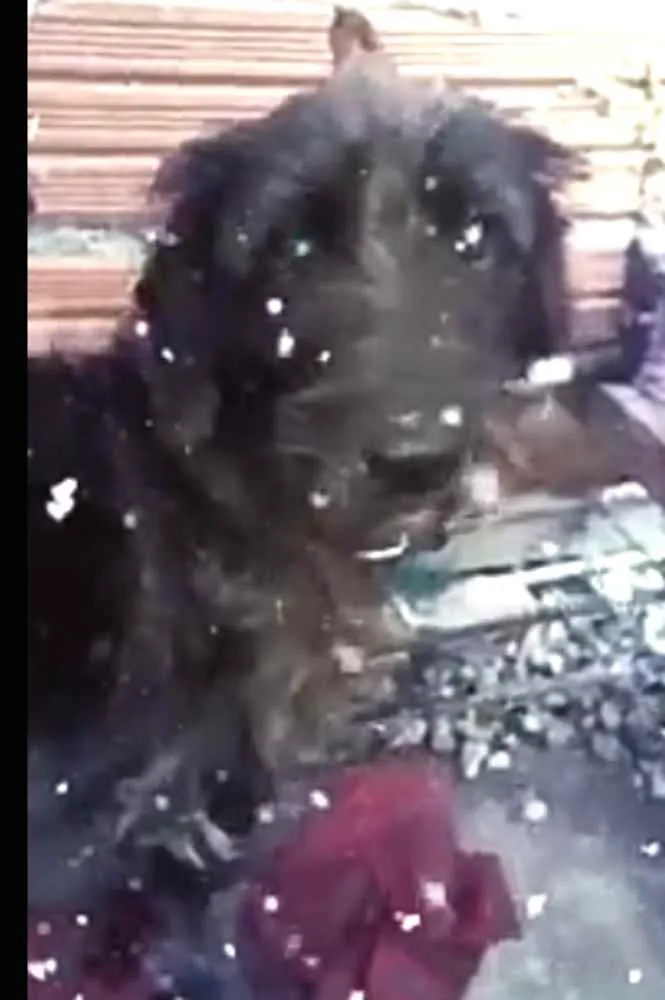 Cachorro ra a  idade 2 anos nome Francisco