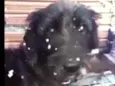 Francisco