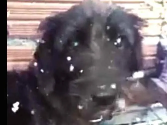 Cachorro ra a  idade 2 anos nome Francisco